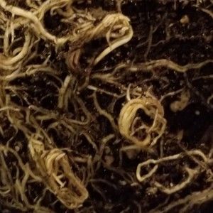 Meet your Posher, Van